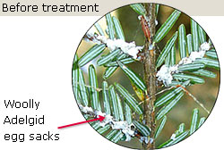 Woolly Adelgid infestation before Hemlock Healers treatment