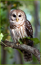 Barred Owl