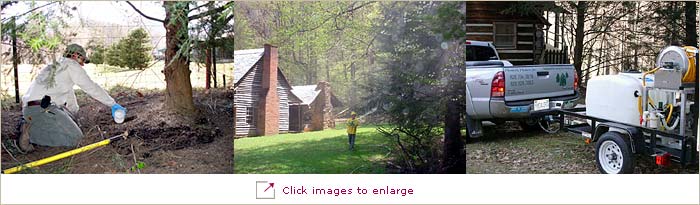 Hemlock Treatments - Spraying with insecticidal soap and root drench/soil injection