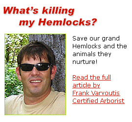 Read Frank Varvoutis' article - What is killing my Hemlocks?